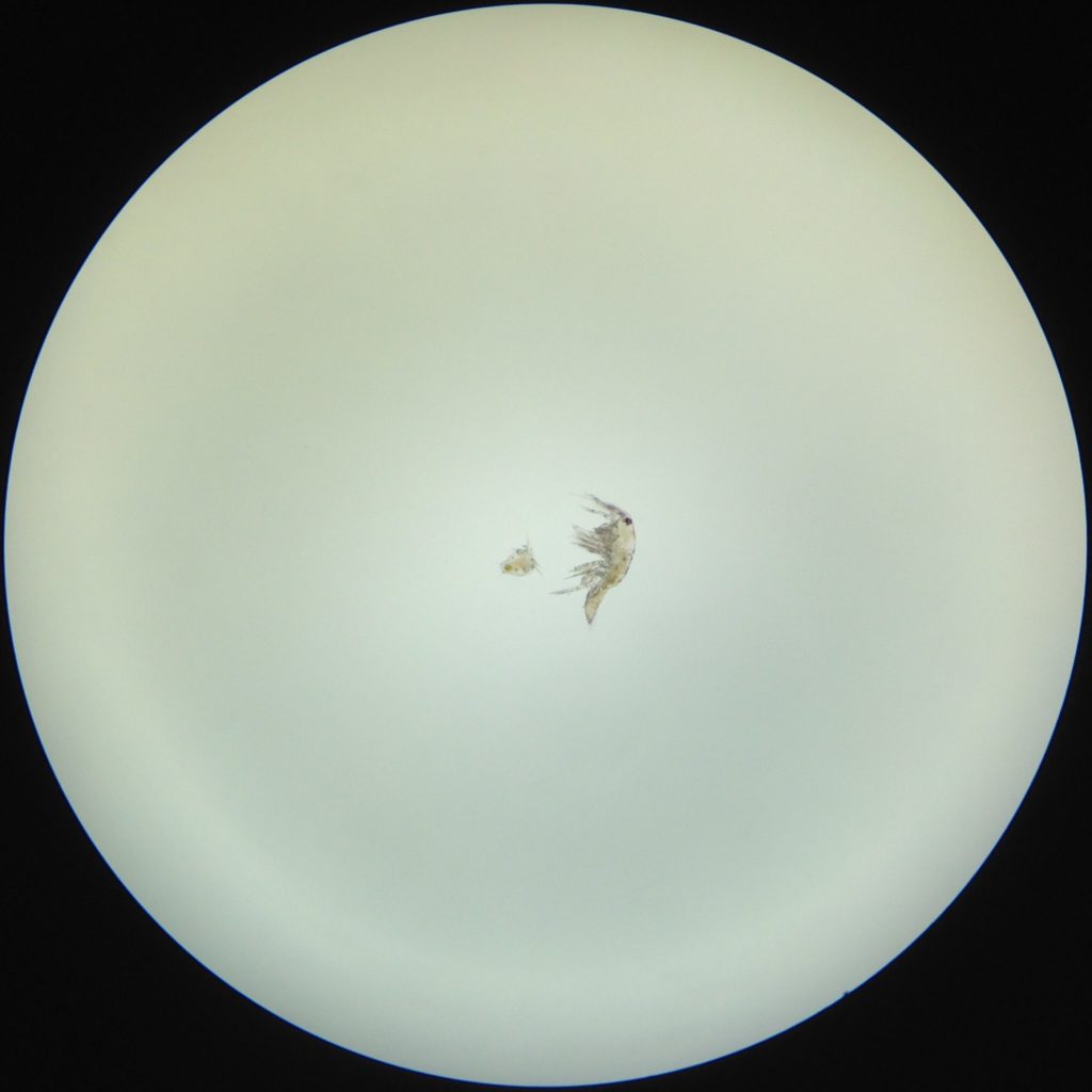 Copepod density of Nauplii