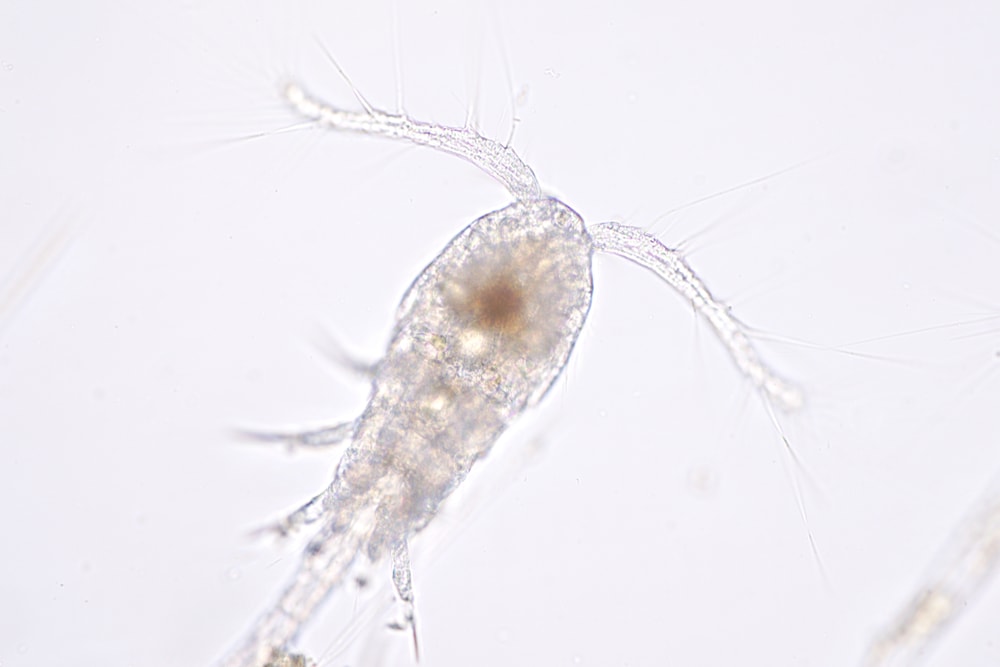 Copepods Close Up