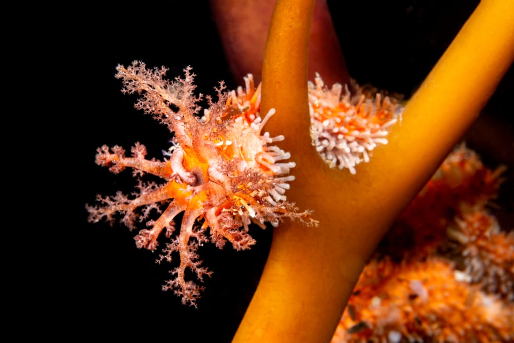 Even Sea Cucumbers and Nudibranch love Phytoplankton