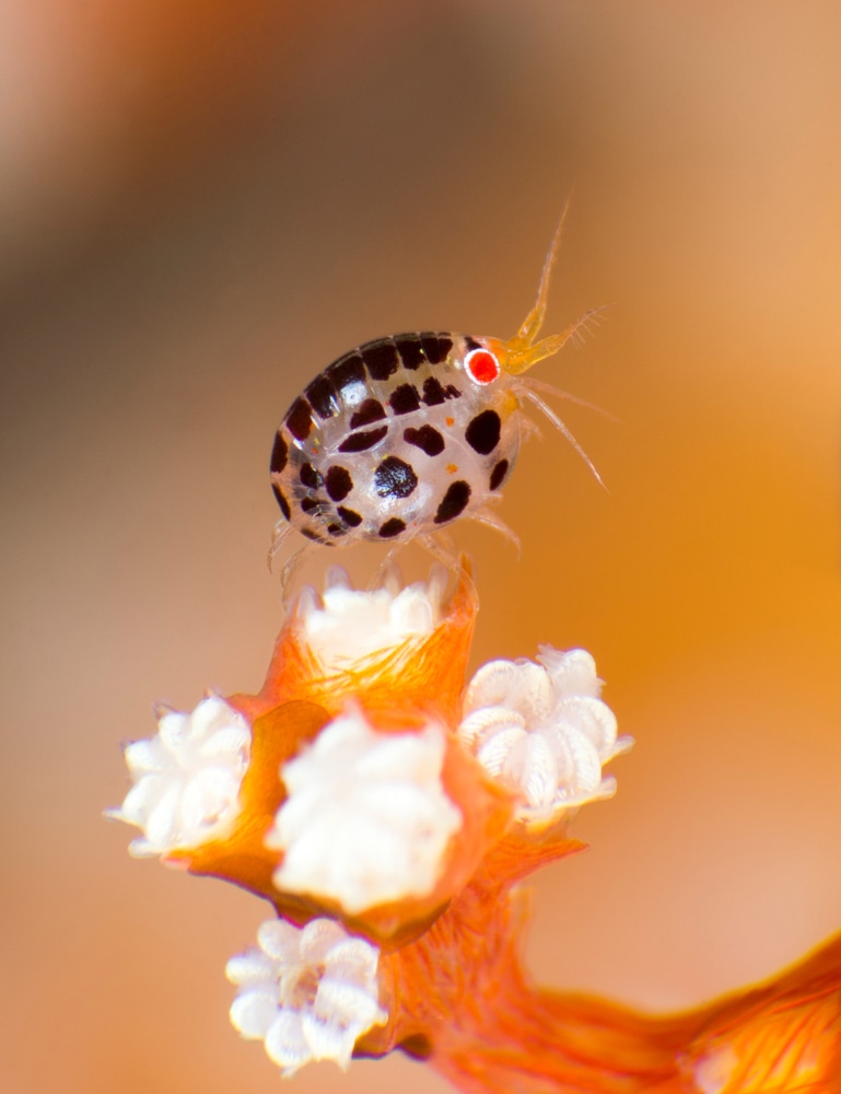 A very unique species: the ladybug Amphipod