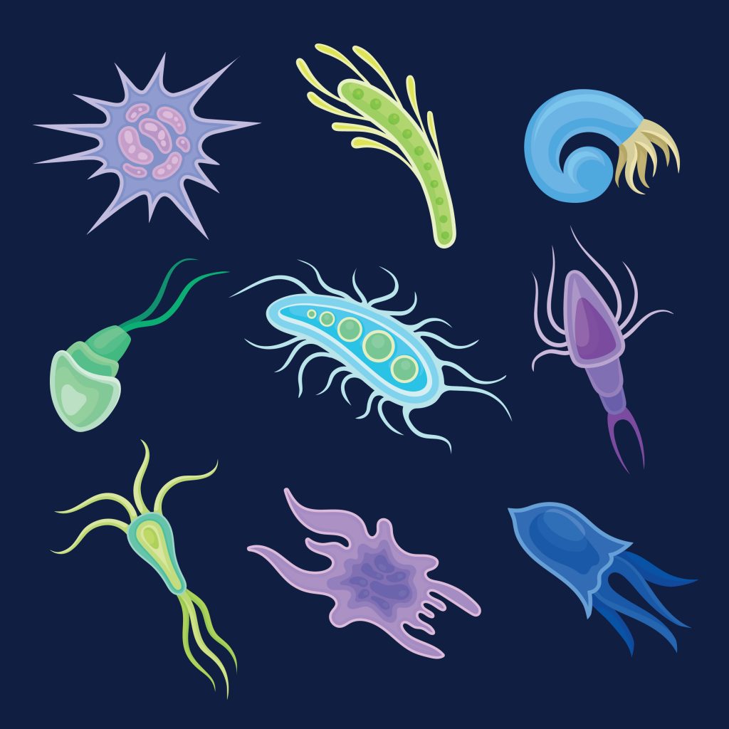 Various species of plankton