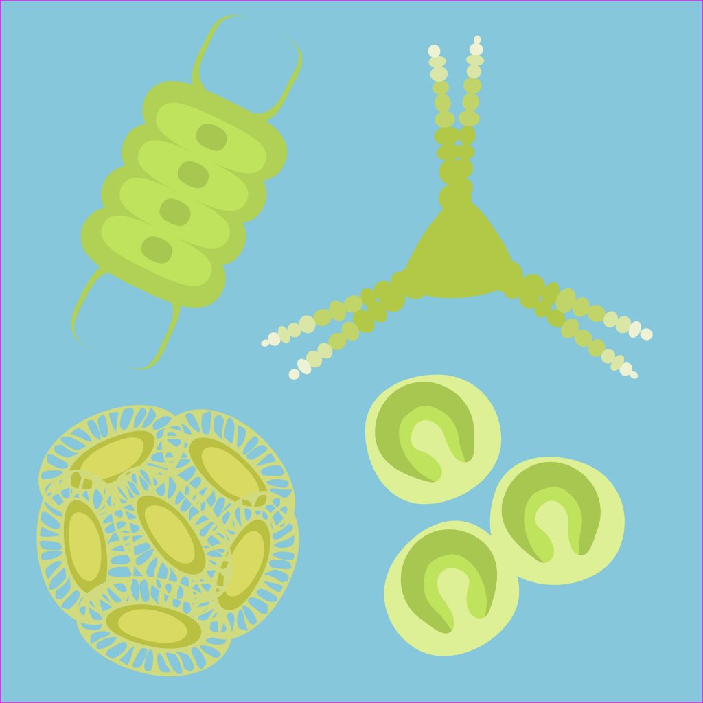 Types of Phytoplankton