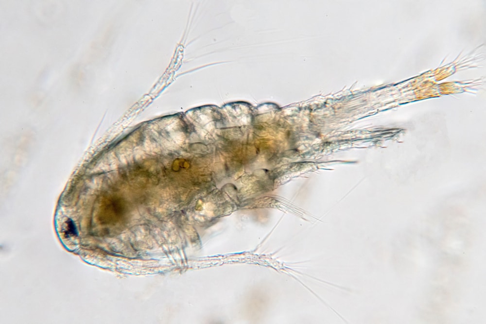 A copepod