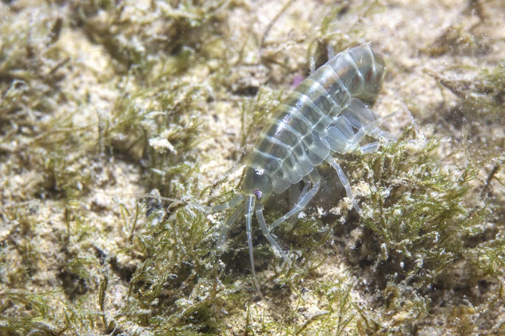 A more Common Amphipod seen in reef aquariums