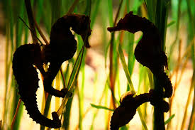 Live seahorse food, sustainable aquarium with seahorse