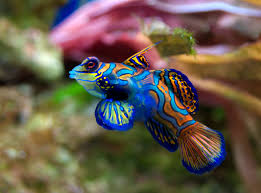 live food for mandarin fish, live copepods for saltwater tank