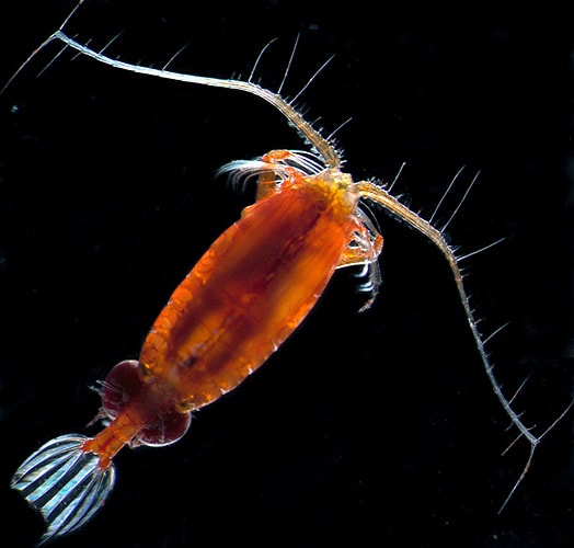 buy copepods, wholesale copepods