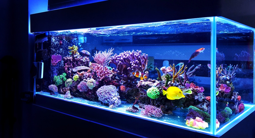 A Relaxing and beautiful coral reef aquarium