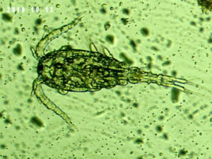 Apocyclops panamensis, live copepods