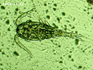 Apocyclops panamensis, live copepods