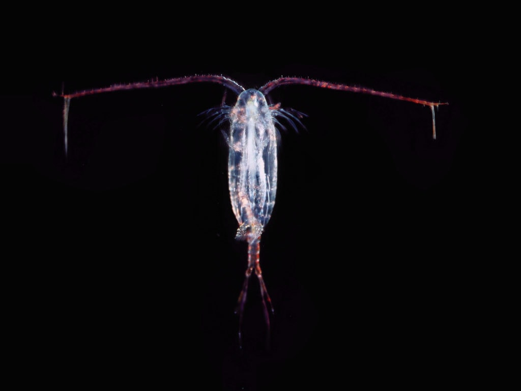 A Marine Copepod for Saltwater Aquarium