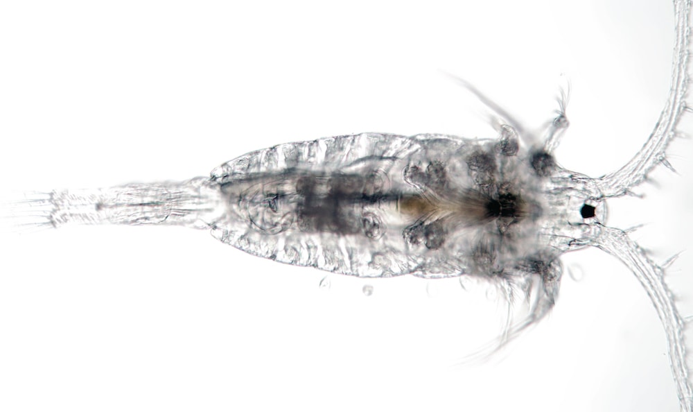 copepod on a plane