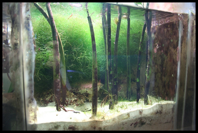 Mangroves in refugium