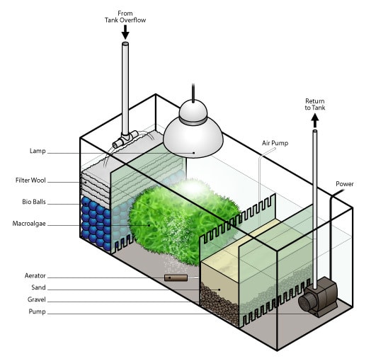 Operating a planted Refugium | Refugiums | The Algae Lab - AlgaeBarn