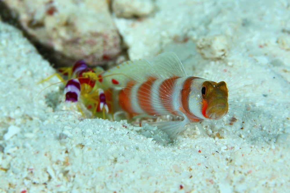 Pistol shrimp and Goby Pair