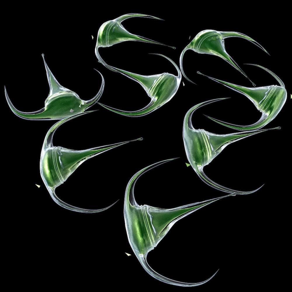 Dinoflagellate ceratium longpipe
