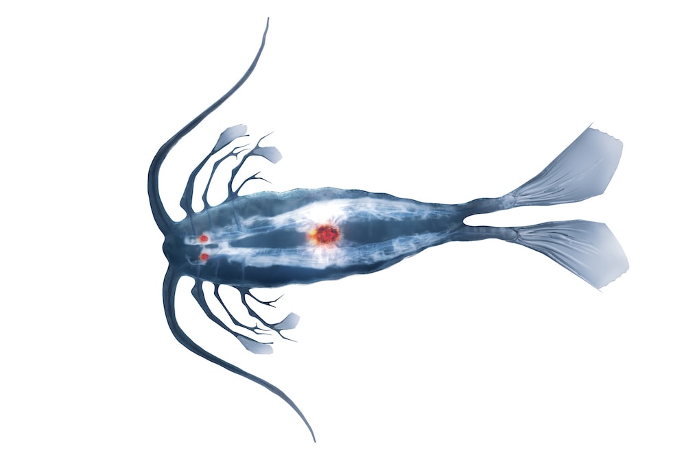 Tigriopus Copepod