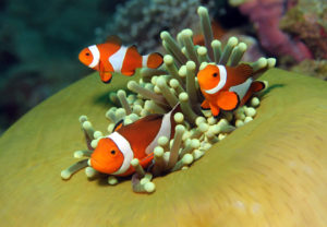 Clownfish hosting an Anemone