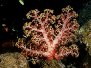 Carnation NPS Coral