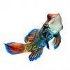 Blue Mandarin