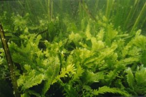 caulerpa