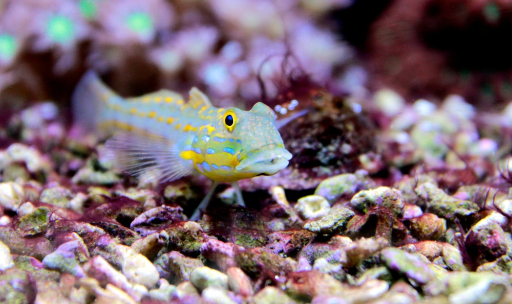 This fish is a sand sifter, eating algaes and food from the bottom! 