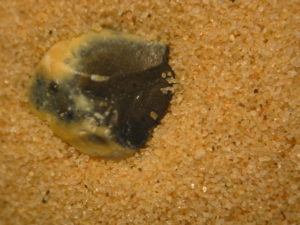 substrate2