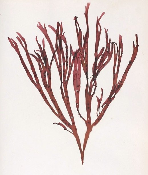 Gracilaria sales