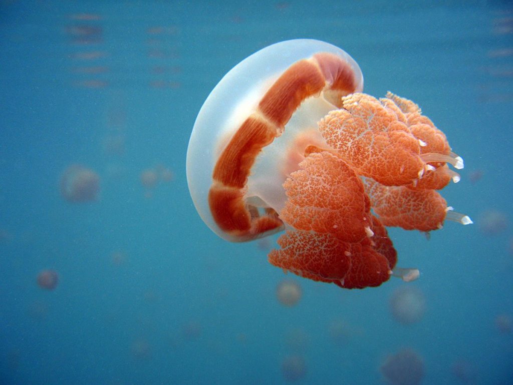 A Large beautiful jellyfish