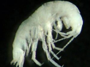 amphipod