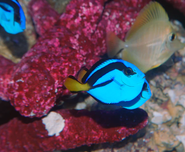 TANG - BLUE HIPPO Paracanthurus hepatus - Aquatics Unlimited