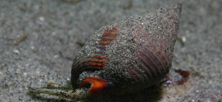About Sand-Sifting Nassarius Snails | Clean up Crews | AlgaeBarn