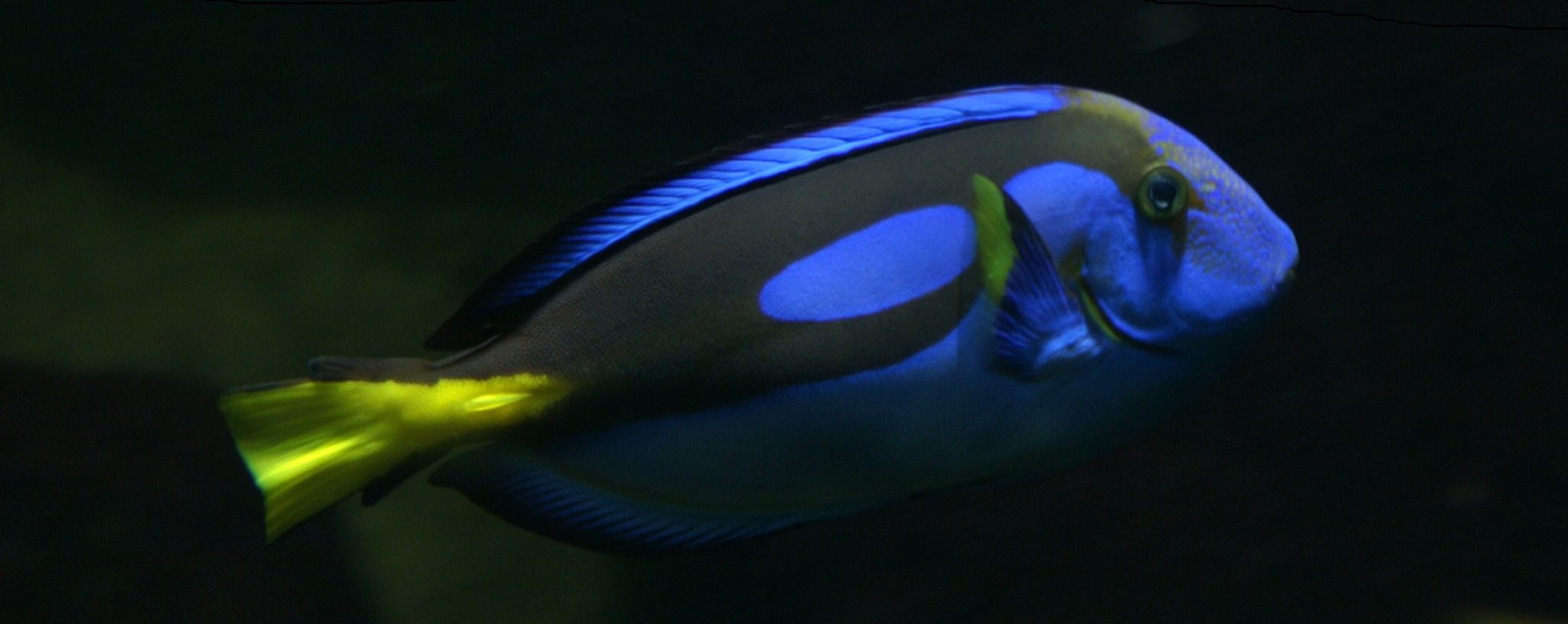 How to Feed Your Blue Tang to Control Hair Algae - wide 5