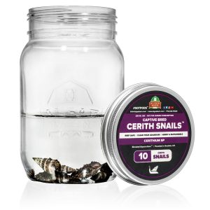 10 Cerith Snails
