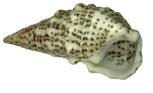 Cerithium 2