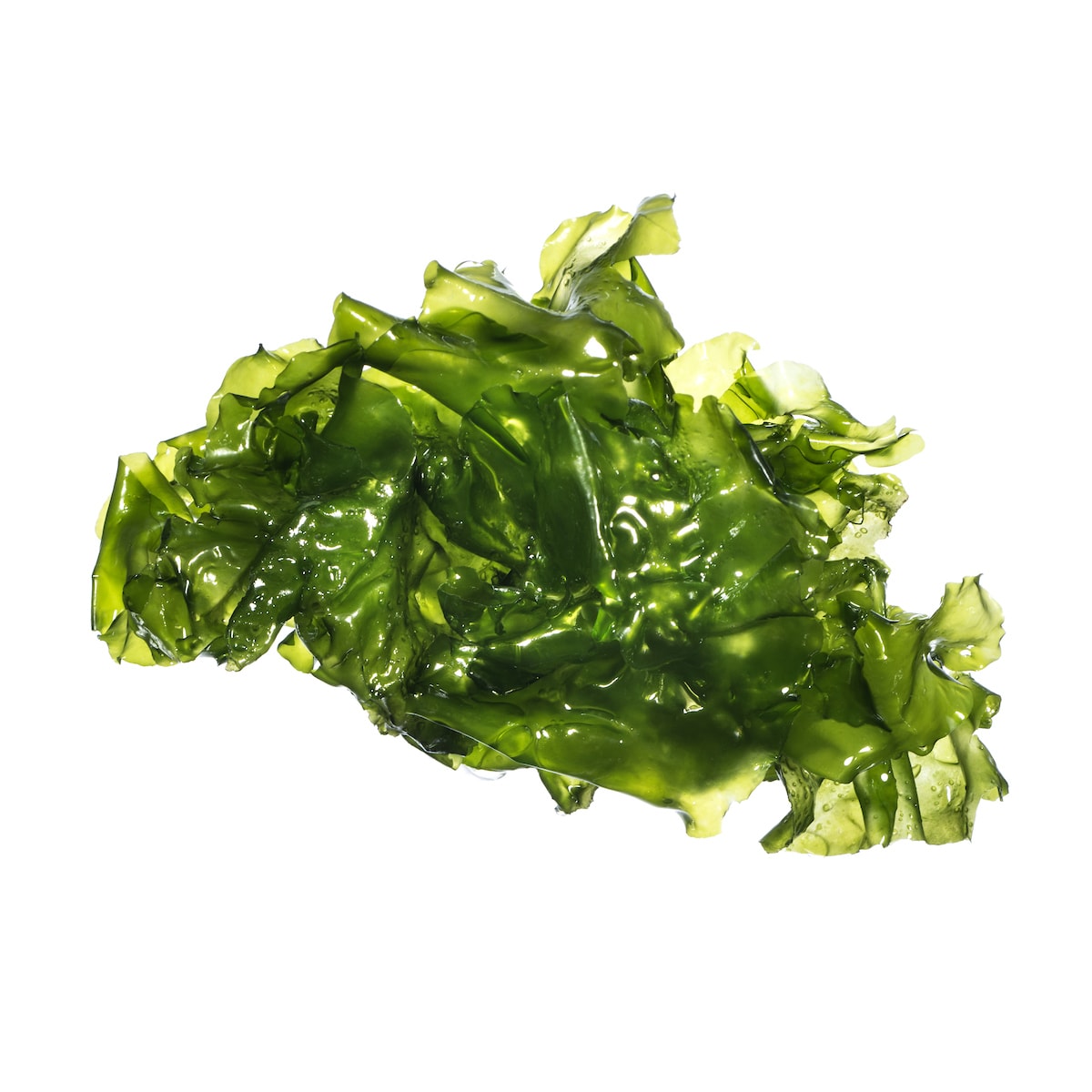 Sea Lettuce (Ulva Lactuca) Macroalgae Aquarium Plants AlgaeBarn