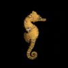 photo of a golden lined seahorse hippocampus erectus captive bred by ORA on a black background