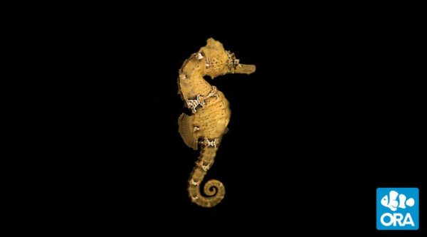 photo of a golden lined seahorse hippocampus erectus captive bred by ORA on a black background