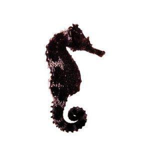 photo of a black lined seahorse hippocampus erectus captive bred by ORA on a white background