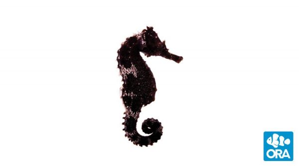 photo of a black lined seahorse hippocampus erectus captive bred by ORA on a white background