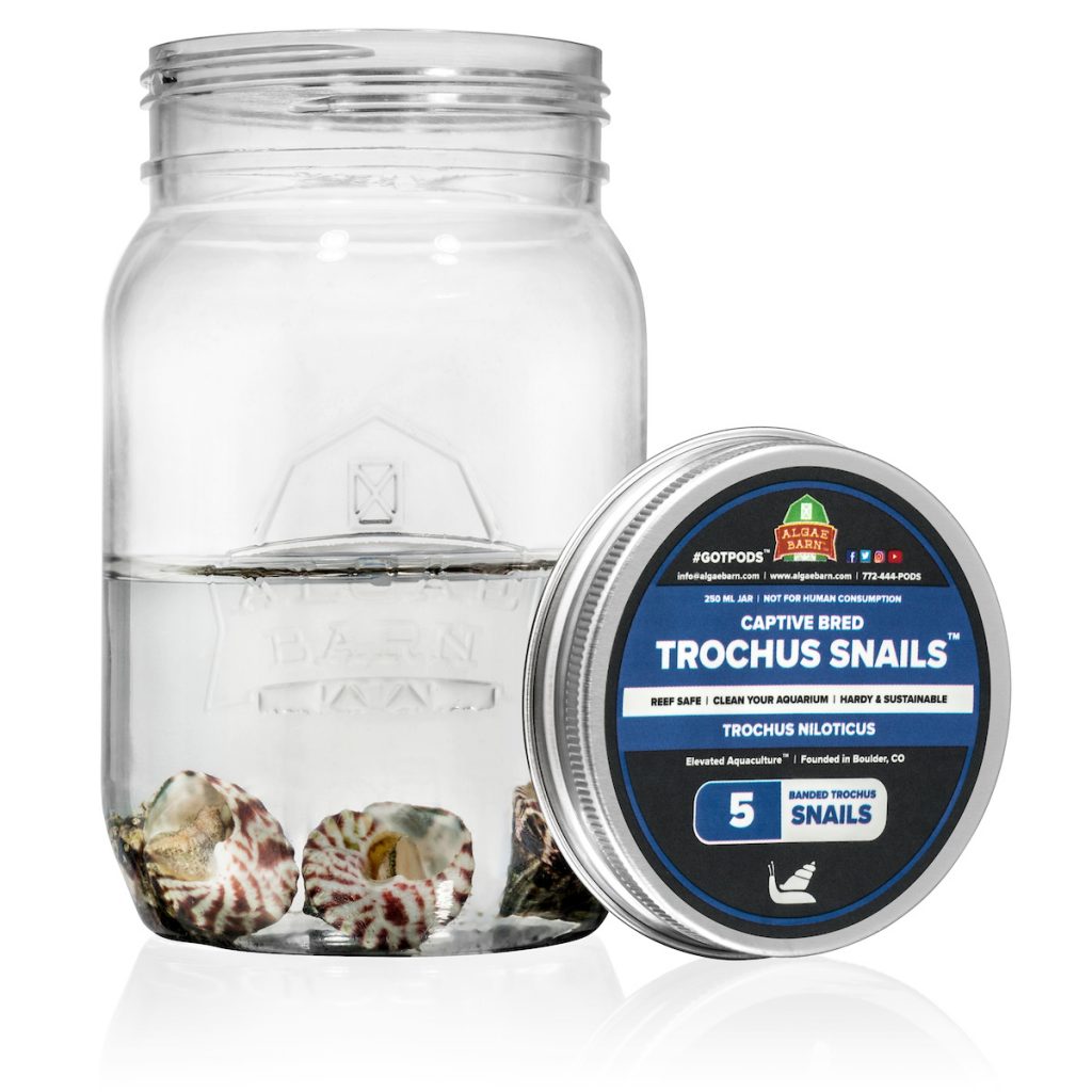 Banded Trochus Snail Captive Bred Snails Invertebrates AlgaeBarn