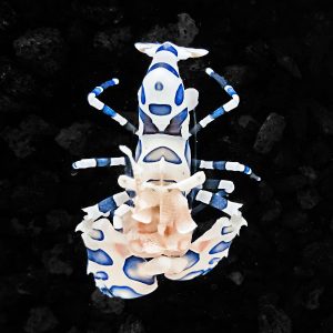 A photo of a Captive Bred Harlequin Shrimp Hymenocera elegans by aquatic technology on a black background for sale at AlgaeBarn