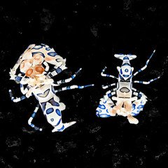 A photo of a pair of Captive Bred Harlequin Shrimp Hymenocera elegans by aquatic technology on a black background for sale at AlgaeBarn