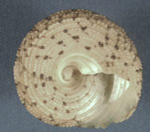 The bottom of a trochus shell