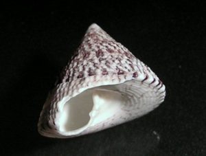 The impressive patterns of a trochus snail shell