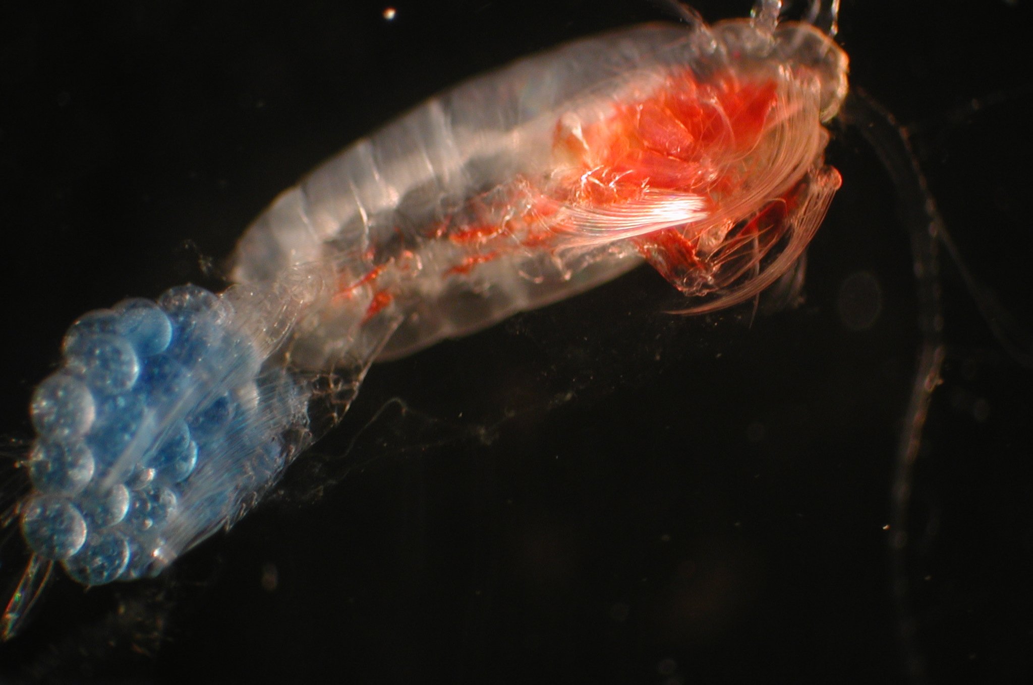 What Do Copepods Eat? 2 What Do Copepods Eat