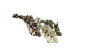 filefish2