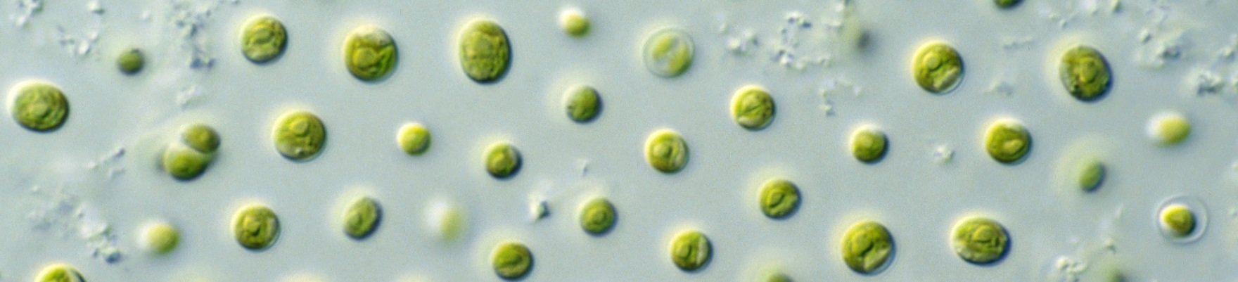 nannochloropsis