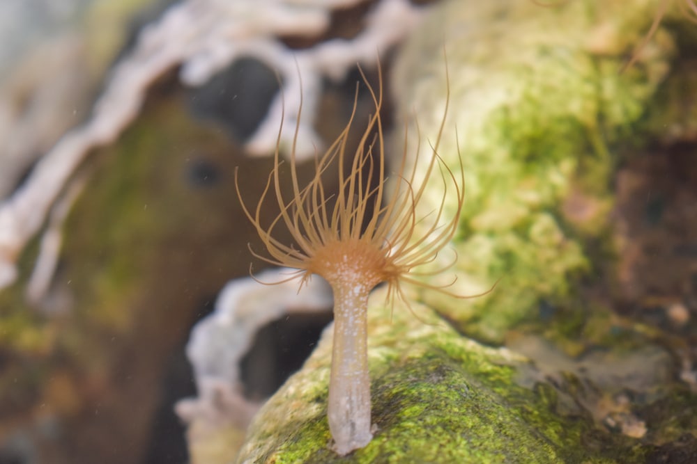 The Glass anemone - Aiptasia