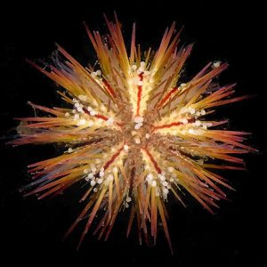 pincushion urchin lytechinus variegatus reef safe and captive bred by ora for sale at algaebarn